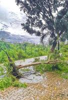 ouragan 2021 playa del carmen mexique destruction dévastation arbres cassés. photo