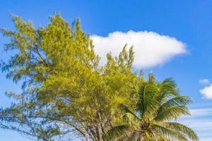 plage des caraïbes sapins palmiers dans la jungle forêt nature mexique. photo