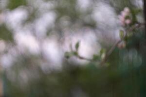 pommiers de printemps en fleurs photo
