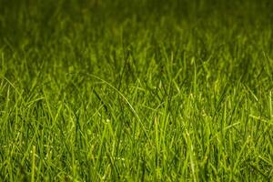 pelouse d'herbe verte photo