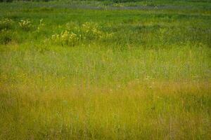 pelouse d'herbe verte photo