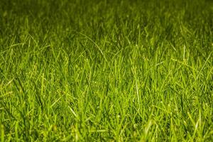 pelouse d'herbe verte photo