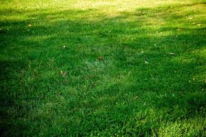 fond d'une herbe verte photo