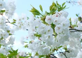 branche de fleurs blanches épanouies de prunier cerisier au début du printemps. incroyable bannière de printemps floral naturel ou carte de voeux, carte postale, affiche. mise au point sélective photo