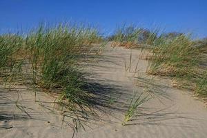 dunes de sable au bord de la mer baltique. l'ammophile qui pousse dans le sable. paysage avec plage vue mer, dune de sable et herbe. photo