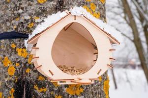 mangeoire hiver oiseaux soins neige photo