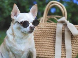 chien chihuahua brun portant des lunettes de soleil assis avec un sac de paille sur l'herbe verte dans le jardin, prêt à voyager. voyager en toute sécurité avec des animaux. photo