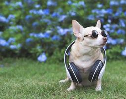 chien chihuahua brun portant des lunettes de soleil et des écouteurs autour du cou assis sur l'herbe verte dans le jardin avec fond de fleurs violettes, regardant loin de l'espace de copie. photo