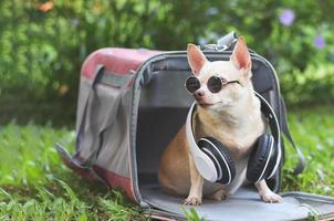 chien chihuahua brun portant des lunettes de soleil et des écouteurs autour du cou assis dans un sac de transport pour animaux de compagnie de voyageur en tissu rose sur l'herbe verte dans le jardin, prêt à voyager. voyager en toute sécurité avec des animaux. photo