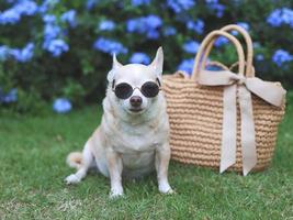 chien chihuahua brun portant des lunettes de soleil assis avec un sac de paille sur l'herbe verte dans le jardin, prêt à voyager. voyager en toute sécurité avec des animaux. photo
