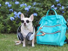 chien chihuahua aux cheveux courts brun portant des lunettes de soleil et des écouteurs autour du cou assis avec sac à dos dans le jardin avec des fleurs violettes. voyager avec le concept animal. photo