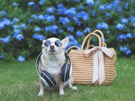 chien chihuahua brun portant des lunettes de soleil et des écouteurs autour du cou assis avec un sac de paille sur l'herbe verte dans le jardin avec des fleurs violettes, prêt à voyager. voyager en toute sécurité avec des animaux. photo