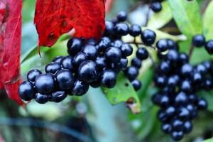 baies de troène commun noir juteux et mûr humide sur une branche d'arbuste avec des feuilles vertes floues sur fond et des feuilles de vigne sauvage rouge vif devant photo