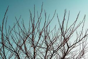 silhouette de branches d'arbres sans feuilles sur fond bleu ciel. photo