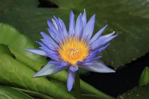 lotus bleu photo