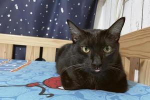 le chaton noir dort sur un lit à la maison. fais de beaux rêves animaux domestiques photo