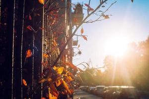 une branche d'un buisson avec des feuilles jaunes qui sortent à travers un treillis sur fond de soleil couchant photo