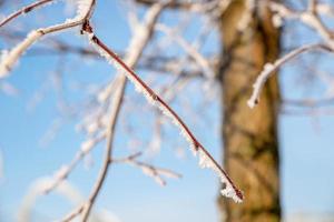 photo en gros plan d'une branche d'arbre d'hiver couverte de givre