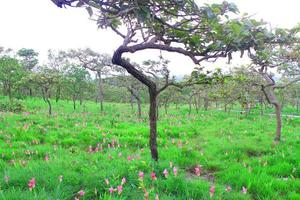 les fleurs de tulipe siam rose sont appelées fleur de krachai, le champ de fleurs de curcuma sessilis fleurit pendant la saison des pluies sur le magnifique paysage de montagne. photo