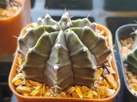 Éléments de plantes d'intérieur populaires et variétés de rosettes succulentes, y compris la collection réaliste de coussin à épingles cactus photo