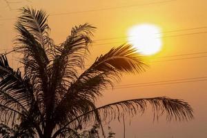 palmiers tropicaux silhouette coucher de soleil ou lever de soleil. cocotiers silhouette coucher de soleil ou lever de soleil. photo