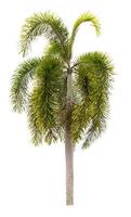 Belles plantes ornementales palmier isolé sur fond blanc photo