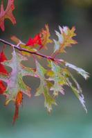 gros plan des feuilles de chêne en automne. abtwoudsebos, delft, pays-bas.