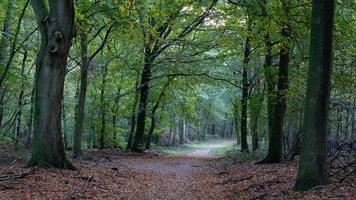 automne dans la forêt hollandaise. speulderbos les pays-bas. photo