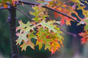 gros plan des feuilles de chêne en automne. abtwoudsebos, delft, pays-bas. photo