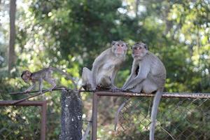 amour pur entre maman et bébé, maman singe et bébé singe. photo