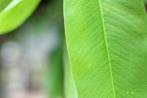 Vue rapprochée sur la nature de la feuille verte sur fond de verdure floue dans le jardin photo