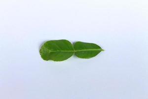 feuille verte, feuille de bergamote isolé sur fond blanc photo