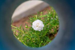 fleur blanche dans le jardin appelée pourpier commun, verdolaga, amarante, petite berce du Caucase, portulaca, plante du soleil ou pusley. photo
