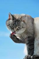 chat tenant sa langue photo