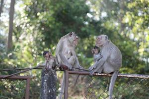 amour pur entre maman et bébé, maman singe et bébé singe. photo