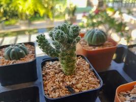 Éléments de plantes d'intérieur populaires et variétés de rosettes succulentes, y compris la collection réaliste de coussin à épingles cactus photo