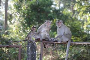 amour pur entre maman et bébé, maman singe et bébé singe. photo