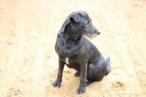 chien noir assis sur le sable jaune. photo