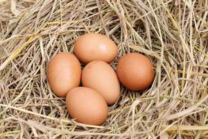 de nombreux œufs bruns sur de la paille de riz.les avantages de l'œuf sont riches en vitamines et minéraux de divers types, tels que les vitamines b, la vitamine c, la vitamine d, la vitamine e, la vitamine k. photo