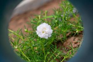 fleur blanche dans le jardin appelée pourpier commun, verdolaga, amarante, petite berce du Caucase, portulaca, plante du soleil ou pusley. photo