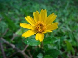 fleur jaune en fleurs, singapour dailsy, fleur utilisée comme arrière-plan. photo