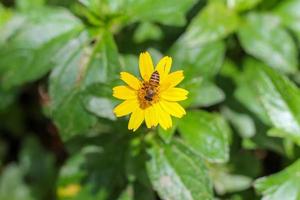 une abeille suce le nectar de la fleur de singapour dailsy pendant la journée, une abeille colle aux fleurs jaunes par temps clair. photo