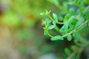 portulaca oleracea pourpier commun, également connu sous le nom de verdolaga, amarante, petite berce du Caucase, racine rouge, pourpier et rose mousseuse photo