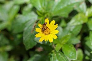 une abeille suce le nectar de la fleur de singapour dailsy pendant la journée, une abeille colle aux fleurs jaunes par temps clair. photo