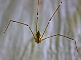 araignée à longues pattes de papa pholcus phalangioides ou araignée de grange à corps long photo