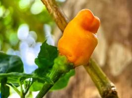 petit poivre de cayenne rouge dans une ferme de jardin biologique. les plantes qui sont des aliments et des plantes photo