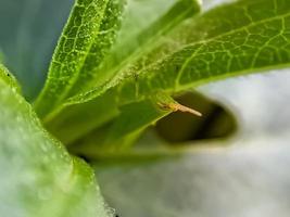 les sauterelles sont un groupe d'insectes appartenant au sous-ordre caelifera perché photo