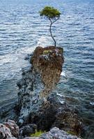 pin sur un rocher au bord de la mer photo
