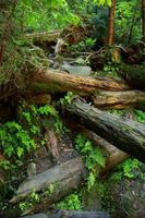 les rochers couverts de mousse et les arbres tombés une ancienne forêt. arbres tombés dans les bois recouverts de mousse photo