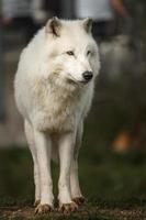 loup arctique en automne photo